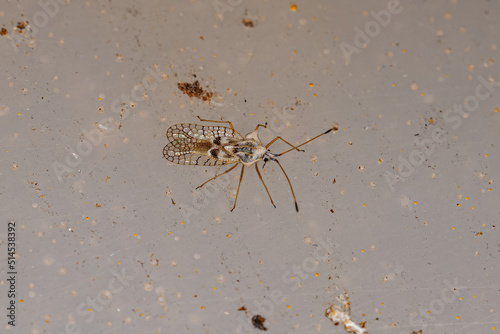 Small Lace Bug photo