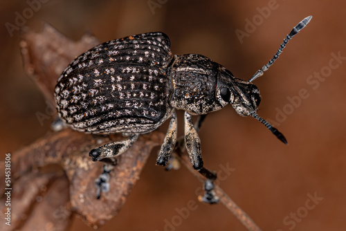 Adult White Broad-nosed Weevil Beetle photo