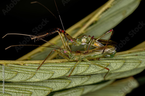 Adult Assassin Bugs photo