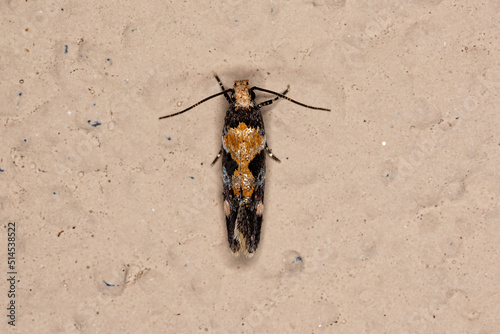 Adult Twirler Moth photo