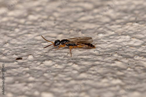 Adult Flat Wasp photo