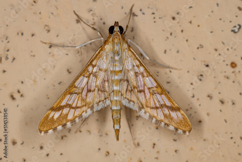 Adult Orange Epipagis Moth photo