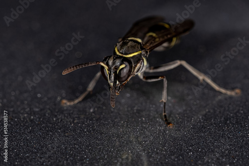 Yellow-banded Polybia Wasp photo