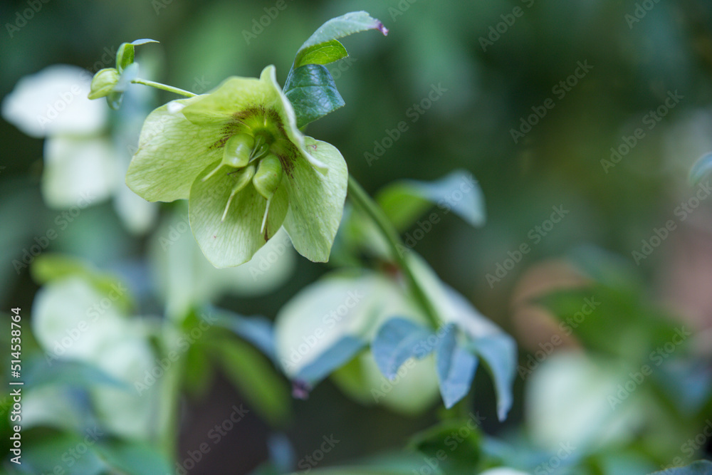 The Eurasian genus Helleborus, commonly known as hellebores The Eurasian genus Helleborus, commonly known as hellebores