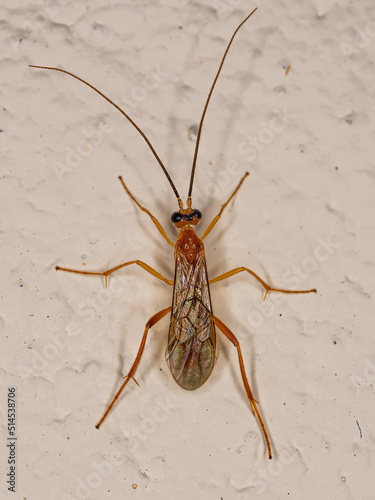 Adult Braconid Wasp photo