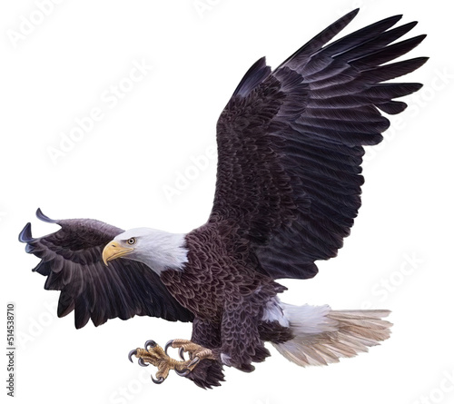 Fotografering eagles