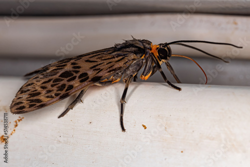 Adult Tiger Moth photo