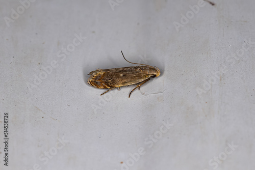 Adult Curved-horn Moth photo