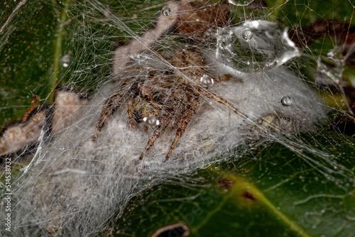 Small Male Jumping Spider photo