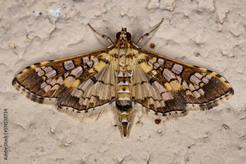 Adult Assembly Moth photo