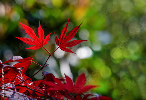 Beautiful  leaves of palmate maple ( japanese maple)  in Normandy photo