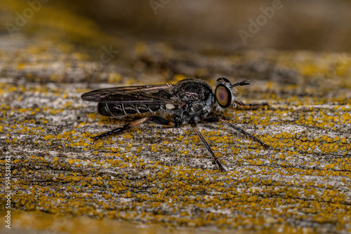 Adult Robber Fly photo