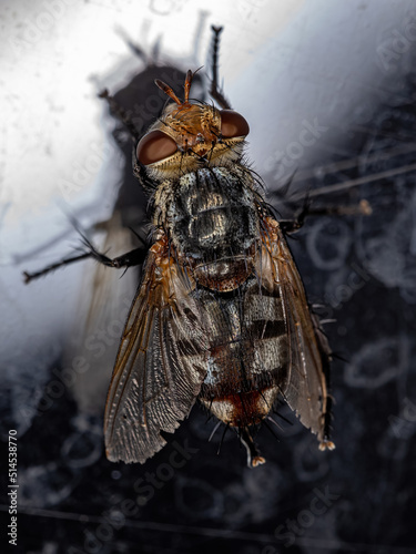 Adult Bristle Fly photo