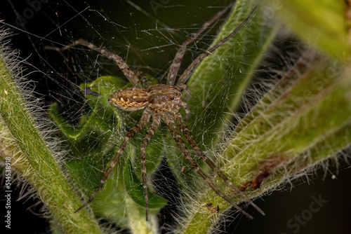 Adult Female Nursery Web Spider photo