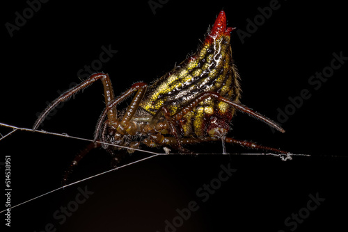 Small Female Orbweaver Spider photo