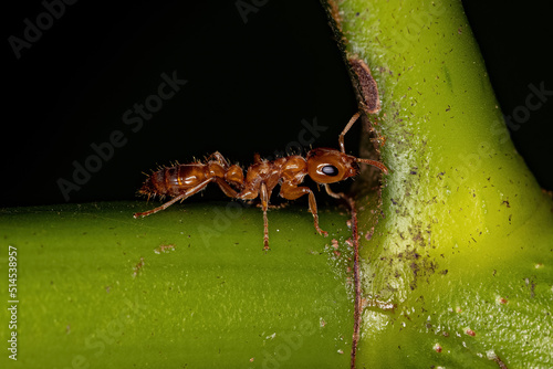 Adult Female Twig Ant photo