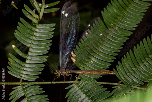 Adult Antlion Insect photo