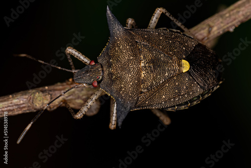 Adult Stink bug photo