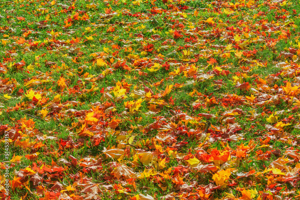 Maple leaves on the grass at autumn day.