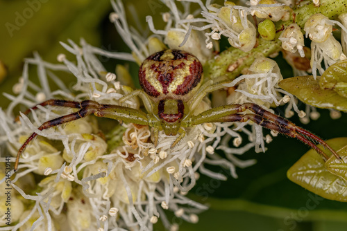 Small Female Crab Spider photo