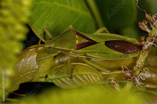 Adult Leaf-footed Bug photo