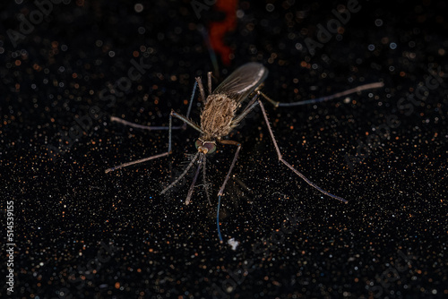 Adult Culicine Mosquito Insect photo