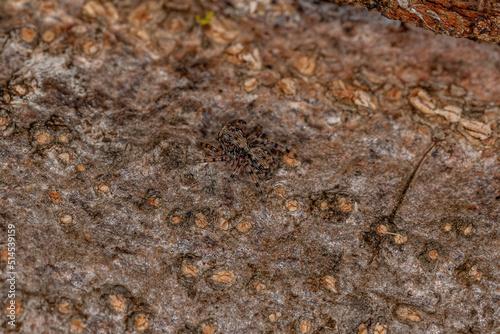 Small Jumping spider photo