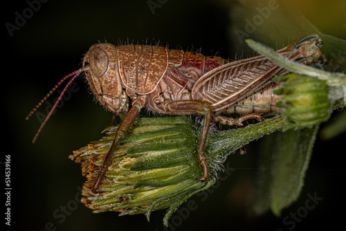 Spur-throated Grasshopper Nymph photo