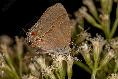 Adult Gossamer-winged Butterfly photo