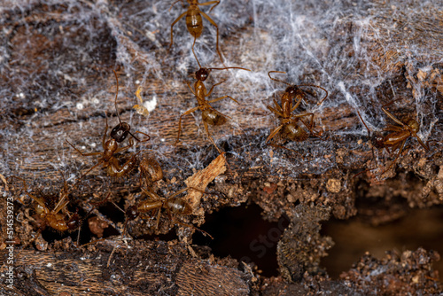 Adult Female Carpenter Ants photo