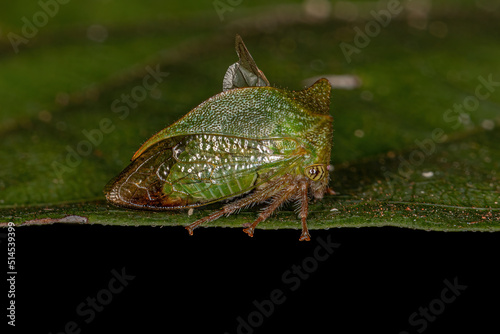 Adult Buffalo Treehopper photo