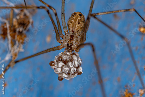 Adult Female Short-bodied Cellar Spider photo