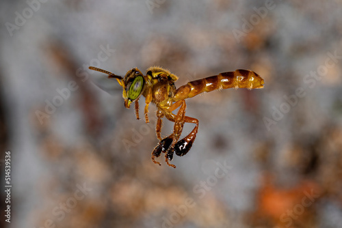Adult Jatai bee