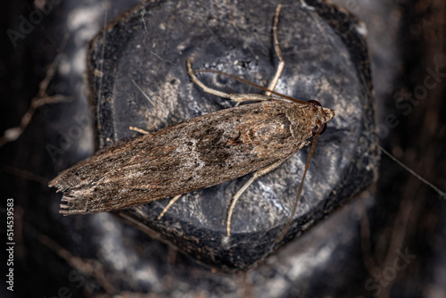 Adult Pyralid Snout Moth photo