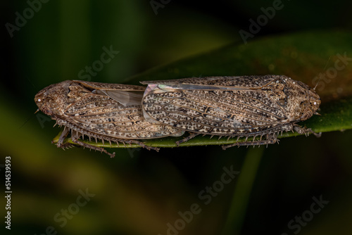 Small Typical Leafhopper photo