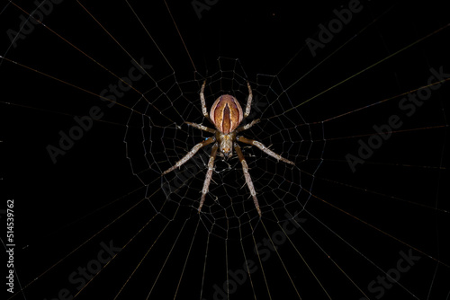 Small Typical Orbweaver