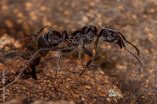 Adult Female Ectatommine Ant photo