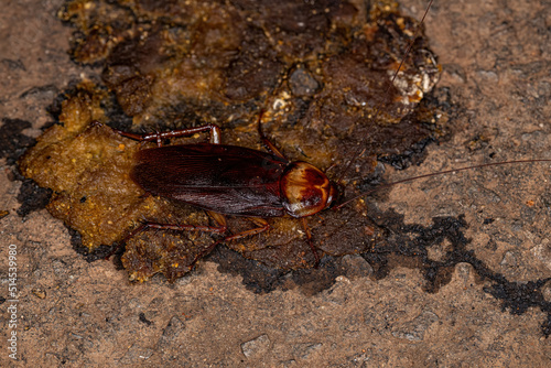 Adult American Cockroach