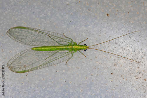 Adult Typical Green Lacewing photo