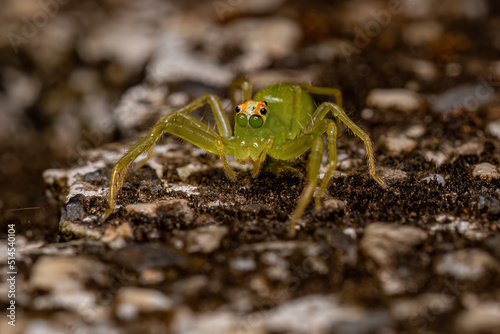 Adult Female Translucent Green Jumping Spider photo