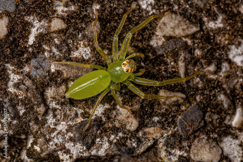 Adult Female Translucent Green Jumping Spider photo