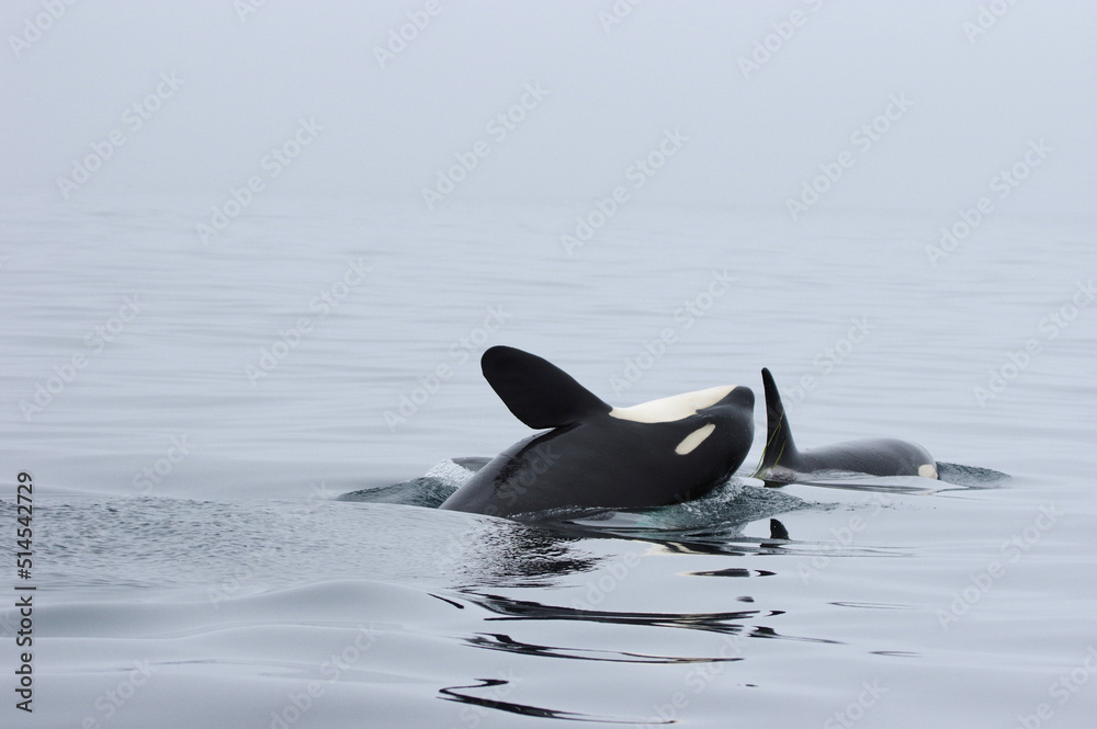 Fototapeta premium two Orcas playing, Shiretoko in Hokkaido, Japan