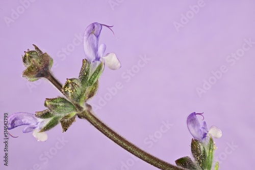 Isolated flowers of Wild Sage (Salvia verbenaca) on purple background photo