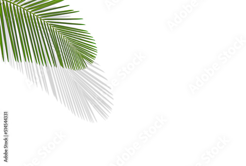 Tropical palm leaves on white background with shadow and copy space  minimalist concept of summer background