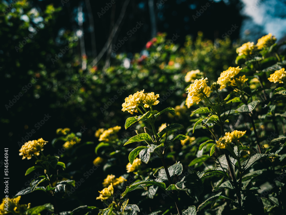 Obraz premium Yellow Lantana