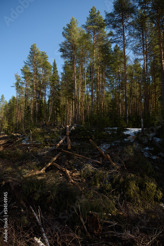 The site of deforestation for the gas pipeline