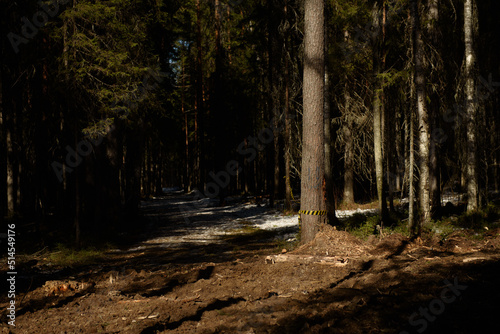 The site of deforestation for the gas pipeline