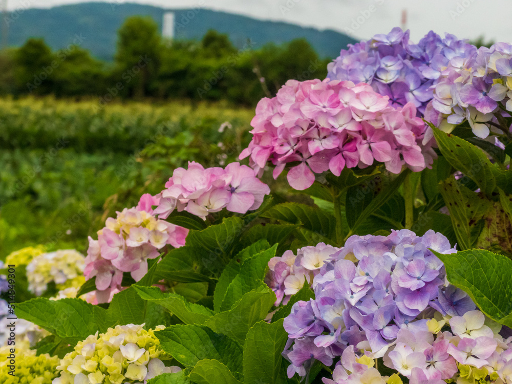 Obraz premium 紫陽花のある風景