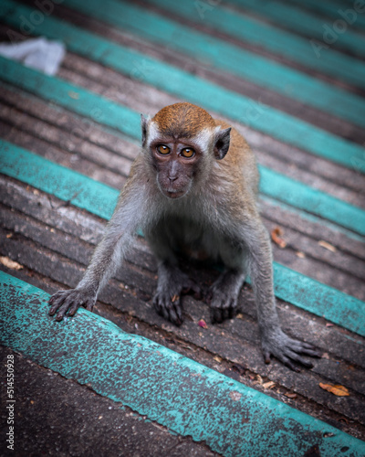 Photography Long tailed macaque monkey on the colorful stairs to Batu Caves, near Kuala Lump