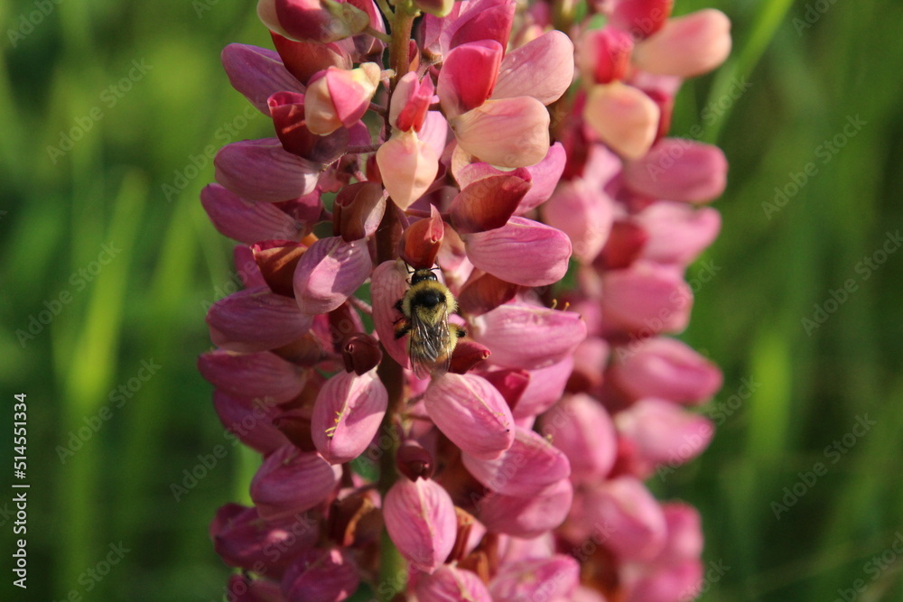 Obraz premium bee on flower